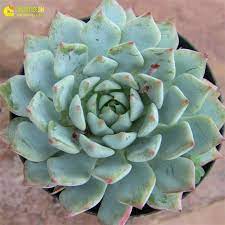 浅蓝 echeveria azulita suculentas jardineria