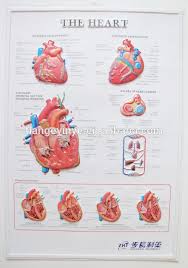 3d human heart system anatomical chart buy anatomical chart 3d anatomical chart 3d anatomical poster product on alibaba com