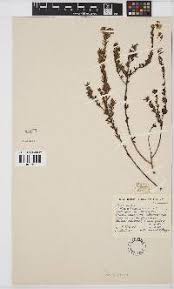 Image result for Polystachya heckmanniana