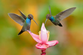 What flowers do hummingbirds like in colorado. Earth Com Exclusive Hummingbirds Appear Where You D Least Expect Earth Com