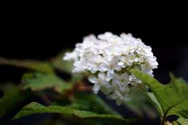 Give the hydrangea a thorough soaking at the base daily for the first week while the plant gets established. Everything You Need To Know About Hydrangeas Gardenista