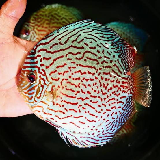 F1 Tefe Red-Spotted Green Discus – Discus.com