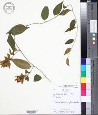 Image result for Bonamia mossambicensis