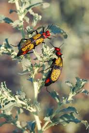 Likewise, what do blister beetles eat? Colorful Iron Cross Blister Beetle Tegrodera Aloga Sonoran Desert Arizona Insect Species Beetle Insect Beautiful Birds