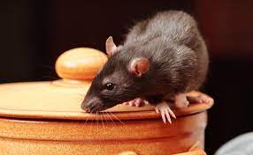 From a reputable pest control company like pestico. Qualities Of A Decent Pest Control Company Joinremo Hub