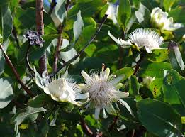 Image result for Protea madiensis
