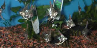 Aquaworld Aquarium Article Spawning And Raising Angelfish