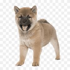 Czechoslovakian wolfdog for sale in united states. Saarloos Wolfdog Shikoku Dog Kunming Wolfdog Norwegian Elkhound Czechoslovakian Wolfdog Puppy Mammal Animals Carnivoran Png Pngwing