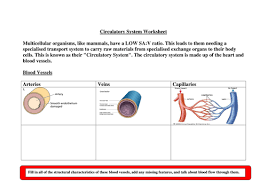 As Biology Worksheet The Circulatory System 4 Sheets Teaching Resources