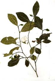 Image result for Suregada procera