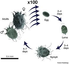 Image result for Sarcoptes scabiei life cycle
