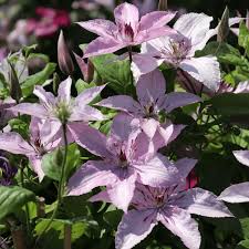 We did not find results for: Clematis Clematis Hagley Hybrid Hagley Hybrid Plant In 9 Cm Pot Garden Outdoors Outdoor Plants Mymobileindia Com