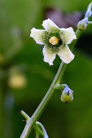 Image result for Cayaponia