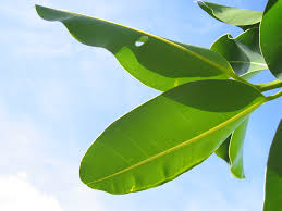 Image result for Calophyllum inophyllum