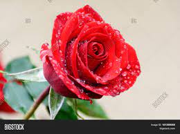 My history i got my first acoustic guitar when i was 17, and that's when it all started. Red Rose Rain Drops Image Photo Free Trial Bigstock
