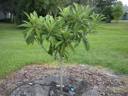Maybe you would like to learn more about one of these? Loquat Tree
