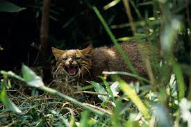 We did not find results for: 12 Raubkatzen Die Du Vielleicht Nicht Kennst Wwf Blog