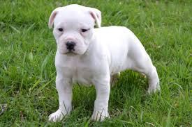 The american bulldog rescue specializes in finding forever homes for this breed and. English Bulldog Puppy For Sale American Bulldog Puppies For Sale Bruiser Bulldogs Bruiser Bulldogs