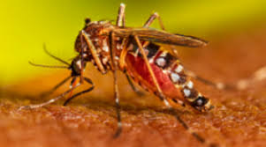 Image result for Dengue