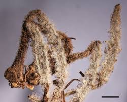 Image result for Commicarpus pedunculosus