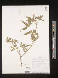 Image result for Hibiscus aethiopicus