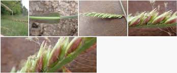 Image result for Urochloa oligotricha