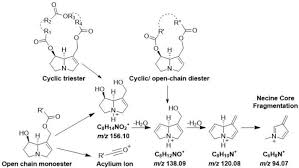Image result for Farquharia elliptica