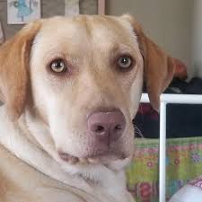 I never knew how much I needed this girl until she found me. Happy 4th  birthday, silly Eleanor!, #eleanortheyellowlab