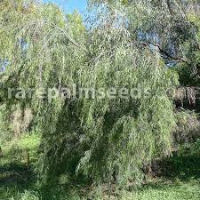 Image result for Agonis flexuosa