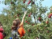 Go Apple Picking Near Chicago At These Local Orchards This Fall