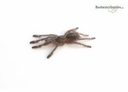 Maybe you would like to learn more about one of these? Gooty Sapphire Tarantula Care Sheet Poecilotheria Metallica