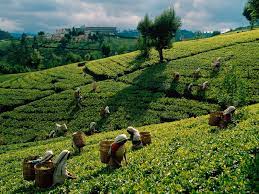 Free Tea Harvest Sri Lanka Wallpaper Free Wallpapers Trip Places To Travel Sri Lanka Holidays