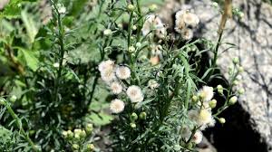 Image result for Erigeron bonariensis