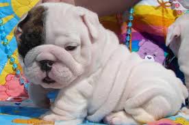 She's as soft as a brush with a fabulous temperament puppy's have been brought up around other animals so happy around dogs, cats and children too. Love Him Already Xo English Bulldog Puppies Bulldog Puppies Puppies