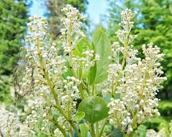 Image result for Rhamnaceae