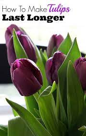 To summarize, here are four easy ways to making tulips last longer after you have originally displayed them for a couple of days: Making Tulips Last Longer No More Drooping House Of Hawthornes