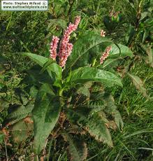 Image result for Persicaria senegalensis