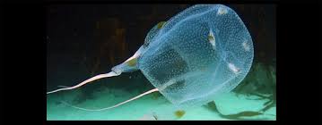 Each cnidocyst contains a tiny dart and a load of poison that cause. What Is The Most Venomous Marine Animal