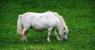Is a pony a baby horse. A Pony Is Not A Young Horse Despite Common Misconception