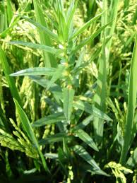 Image result for Ammannia baccifera
