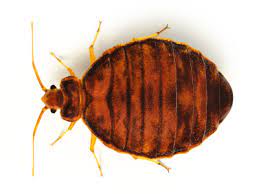 Bed bugs, or cimicidae, are small parasitic insects. Seaside Heights Bed Bug Control Extermination A Academy