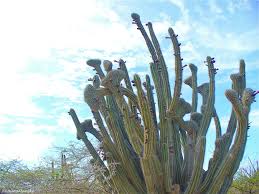 Let's take a closer look at these plants and learn how to successfully cultivate their beautiful blooming colors. See This One Happy Island Blue Skies Year Round Scenic Island Aruba