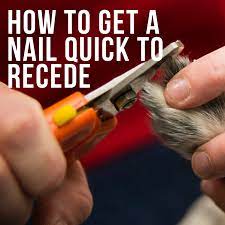 Once you have a nail trimming tool, look at your dog's nails: How To Make A Dog S Nail Quick Recede Pethelpful