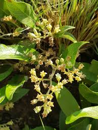 Image result for Parinari excelsa