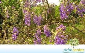 Image result for Millettia dura