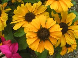 Common flowers in washington state. Washington State Flowers Flowers Planting Flowers Washington State