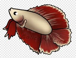 Betta fish betta fish png stunning free . Cupang Png Pngegg