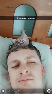 My Life & Friends as Pigeons