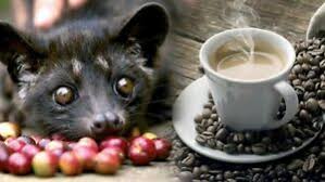 Kopi Luwak 100 Finest Bali Wild Civet Cat Coffee 200g Most Rare Ground Coffee Ebay