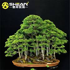Ficus microcarpa 'taiwan' (taiwan fig). Uk Stock Rare Juniper Bonsai Japanese Juniper Bonsai Tree Seeds A2btravel Ge
